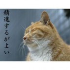kazoon